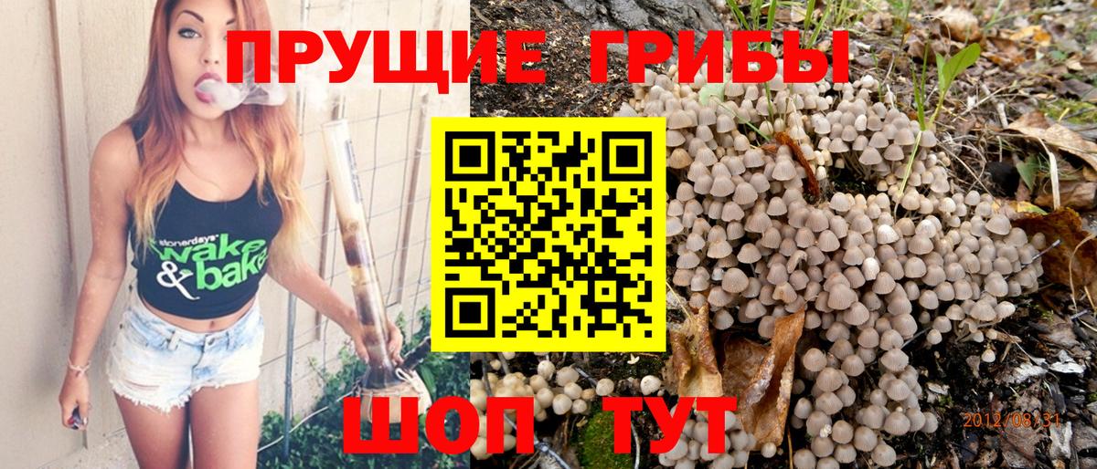 Псилоцибиновые грибы Psilocybe  Елизово  Псилоцибиновые грибы мухоморы 